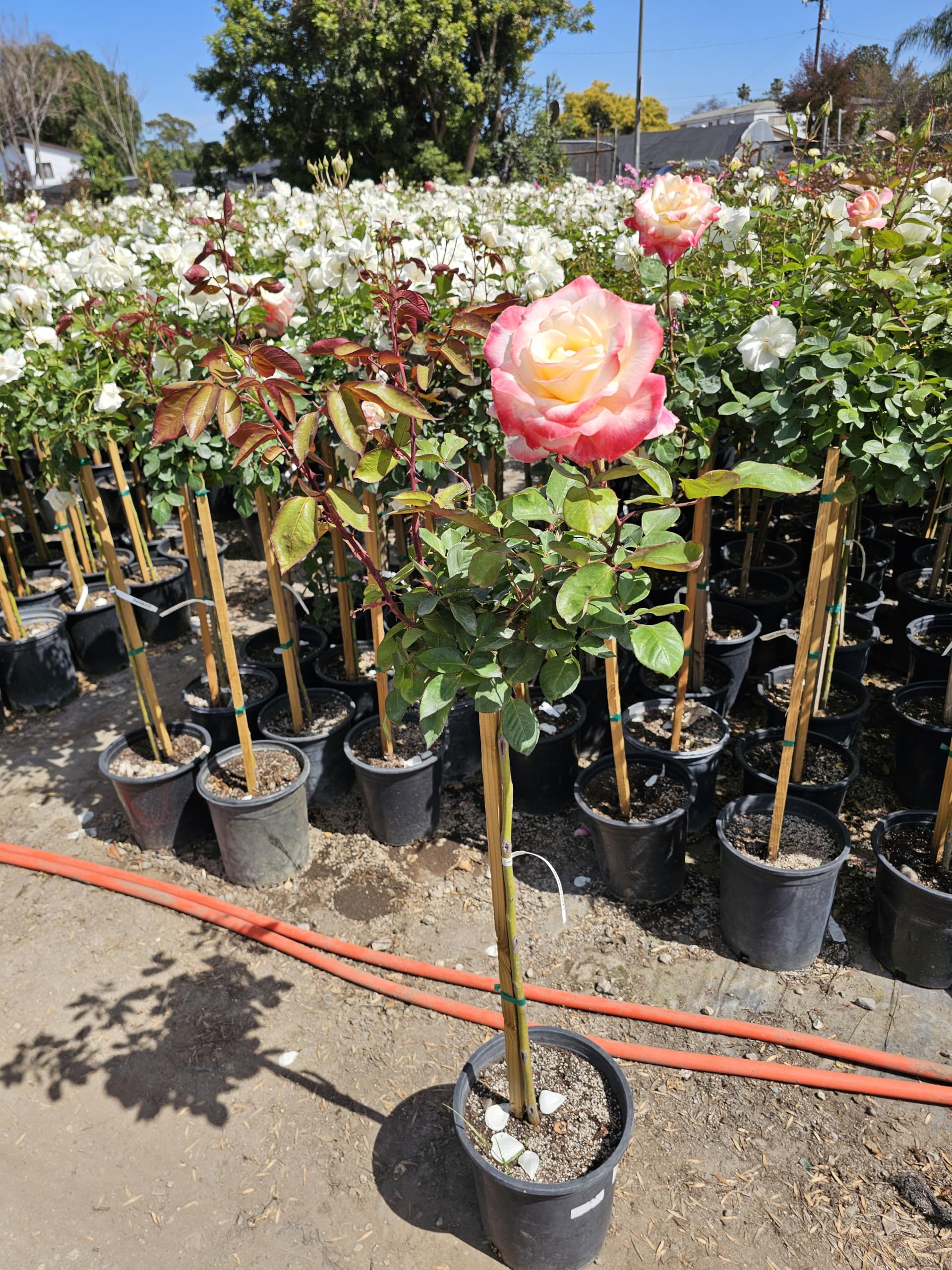 Amazon.com : Rose Tree, Live Flowering Plant, 4-5 ft Tall